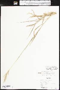 Bothriochloa laguroides subsp. torreyana image