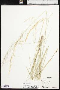 Aristida purpurea var. purpurea image