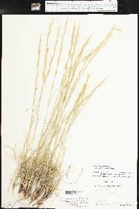 Aristida purpurea var. nealleyi image