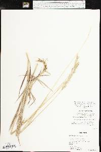 Bothriochloa laguroides image