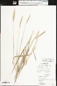 Bothriochloa laguroides subsp. torreyana image