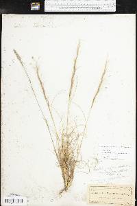 Aristida purpurea var. nealleyi image