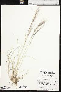 Aristida purpurea var. purpurea image