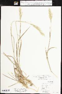 Bothriochloa laguroides image