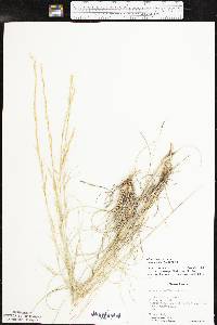 Aristida purpurea var. wrightii image