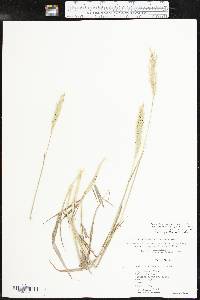 Bothriochloa laguroides image