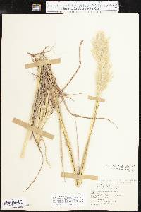 Bothriochloa barbinodis image