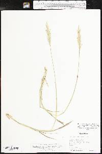 Bothriochloa laguroides subsp. torreyana image