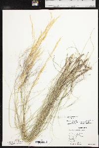 Aristida purpurea var. purpurea image