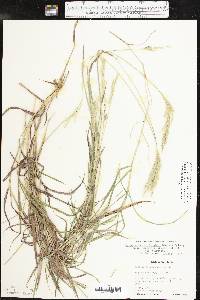 Bothriochloa laguroides subsp. torreyana image