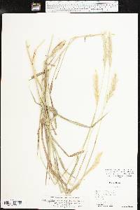 Bothriochloa laguroides image