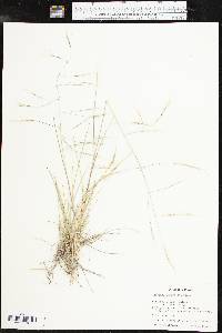 Aristida divaricata image