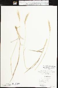 Bothriochloa laguroides subsp. torreyana image