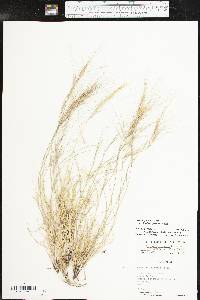 Aristida purpurea var. longiseta image