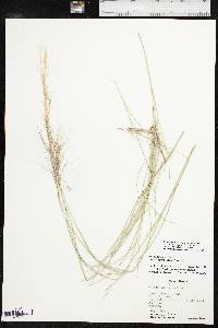 Aristida purpurea var. purpurea image