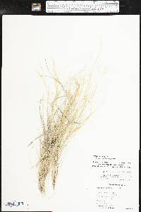 Aristida purpurea var. longiseta image