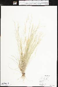 Aristida adscensionis image