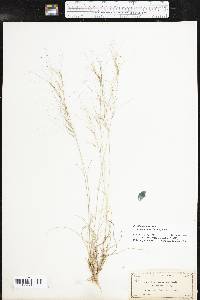 Aristida purpurea var. fendleriana image