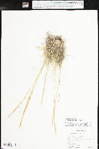 Aristida purpurea var. fendleriana image