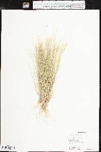 Aristida adscensionis image