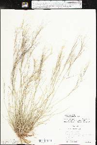 Aristida purpurea var. longiseta image