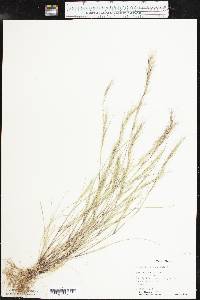 Aristida adscensionis image