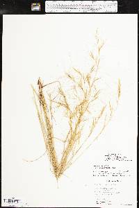 Aristida purpurea var. wrightii image