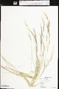 Aristida adscensionis image