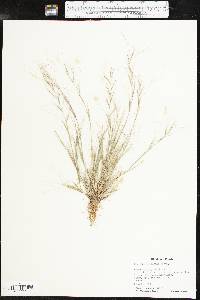 Aristida oligantha image