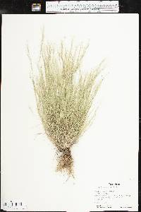 Aristida adscensionis image