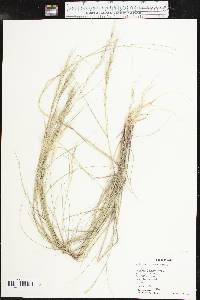 Aristida adscensionis image