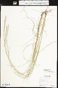 Aristida purpurascens image