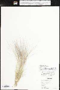 Aristida purpurea var. longiseta image