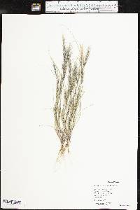 Aristida adscensionis image