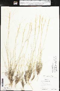 Aristida purpurea var. longiseta image