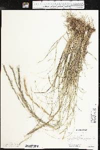 Aristida purpurascens var. purpurascens image