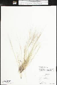 Aristida purpurea var. longiseta image