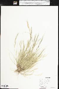 Aristida adscensionis image