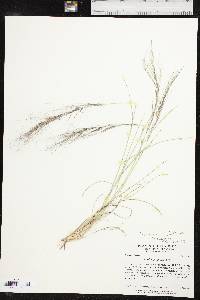 Aristida purpurea var. purpurea image