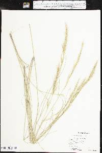 Aristida adscensionis image