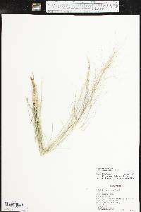 Aristida purpurea var. longiseta image