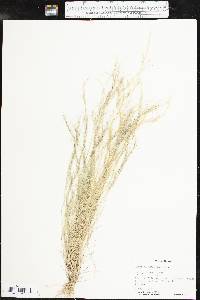 Aristida adscensionis image