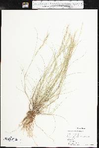 Aristida adscensionis image