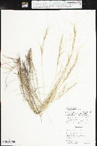 Aristida purpurea var. longiseta image