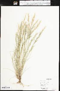 Aristida adscensionis image