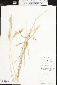 Bothriochloa laguroides image