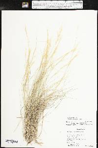 Aristida purpurea var. longiseta image