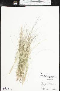 Aristida purpurea var. longiseta image