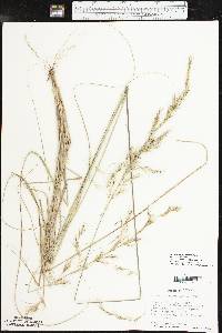 Aristida purpurascens var. purpurascens image