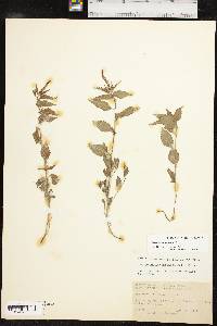 Acalypha phleoides image